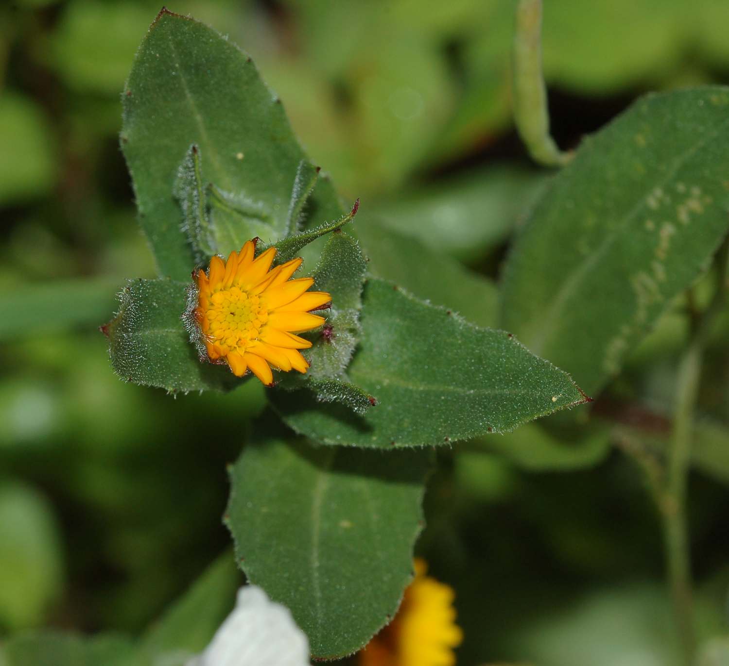 Calendula arvensis